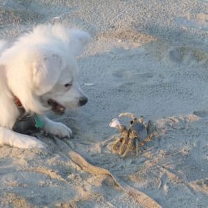 Meet your Posher, Carrie